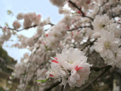 花桃2-思いのまま