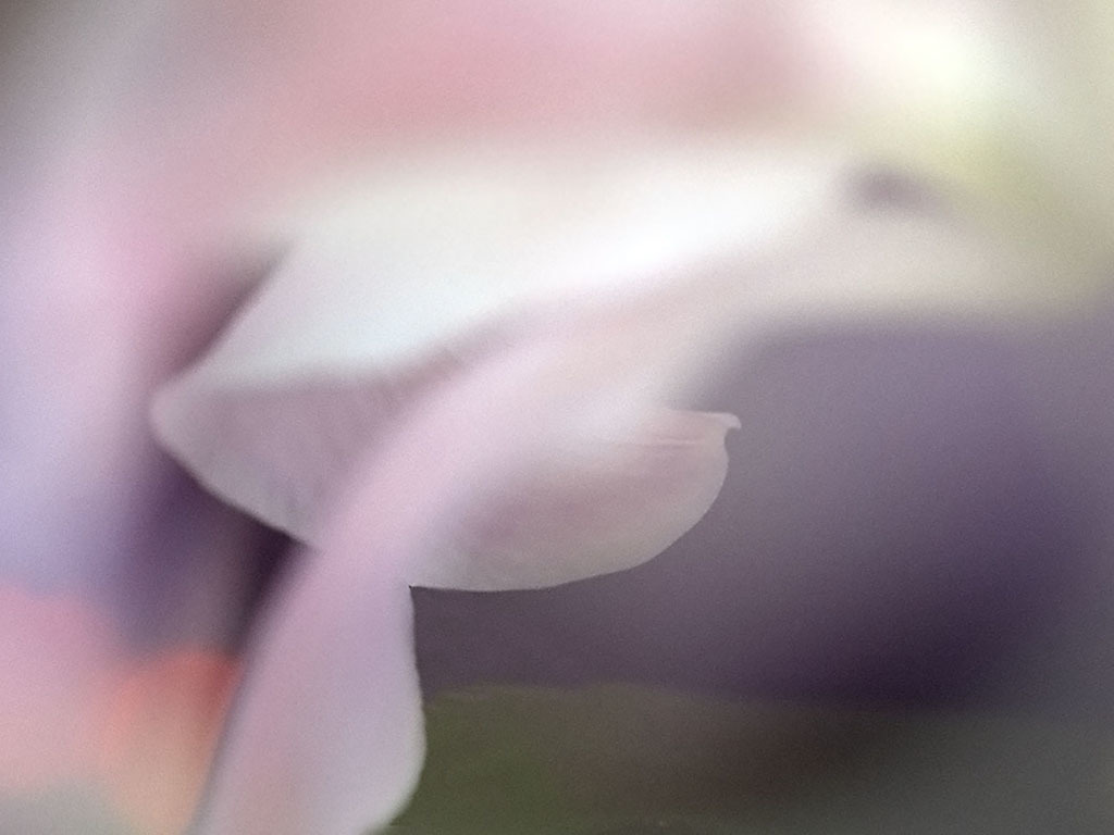ユリ花幻想
