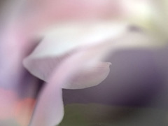 ユリ花幻想