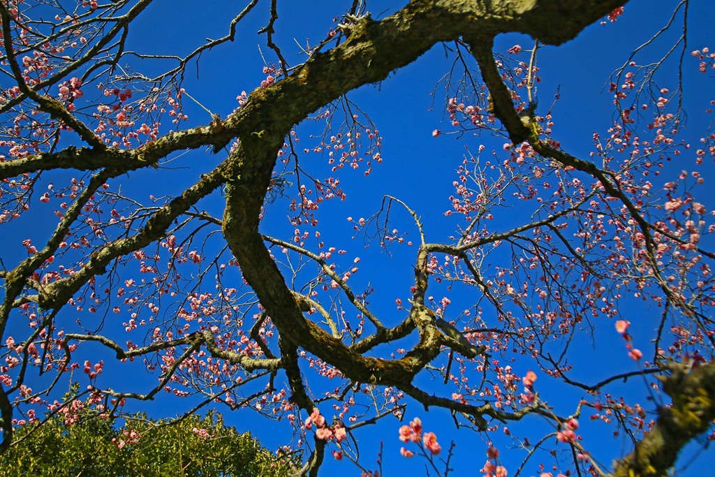 梅の香漂いー百草園