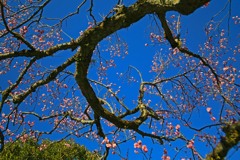 梅の香漂いー百草園