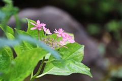 額アジサイーピンク