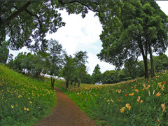 ユリ園散歩道