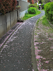 はなびら舞う道で