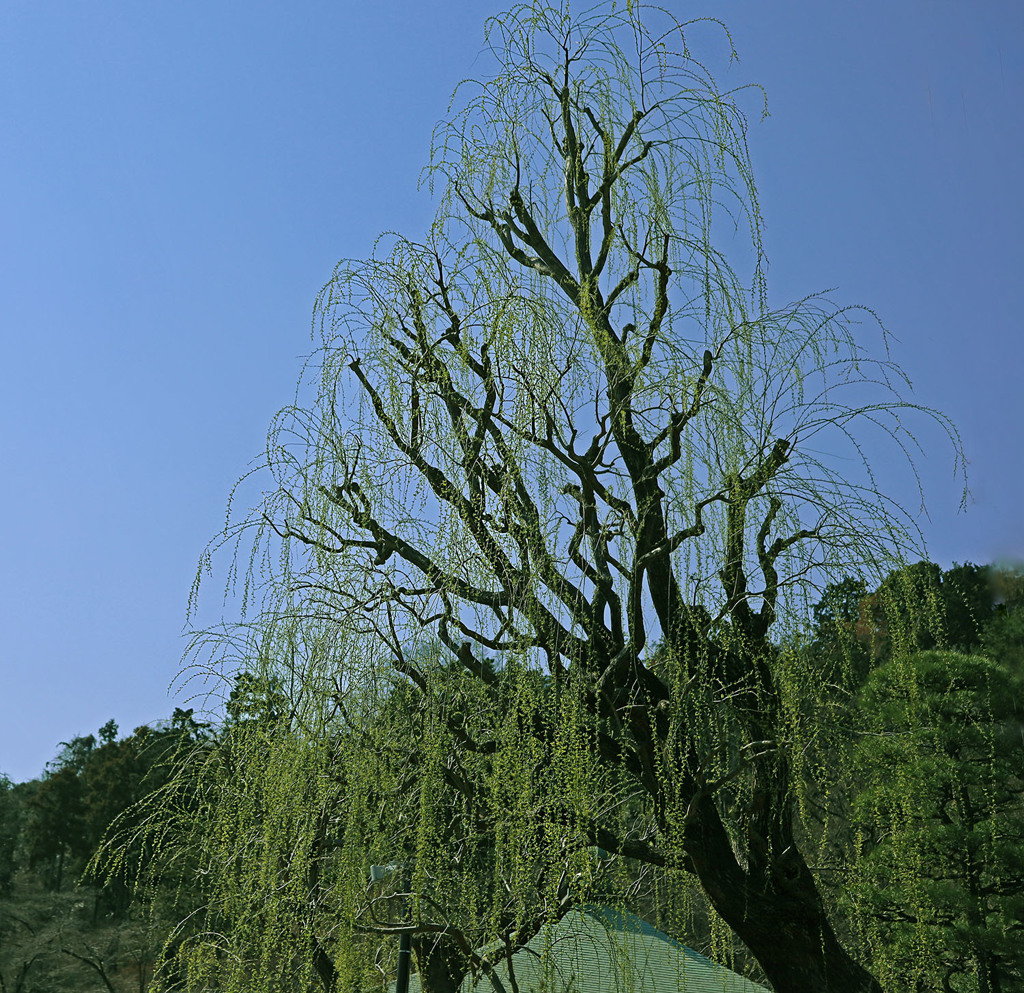 芽吹きの季節