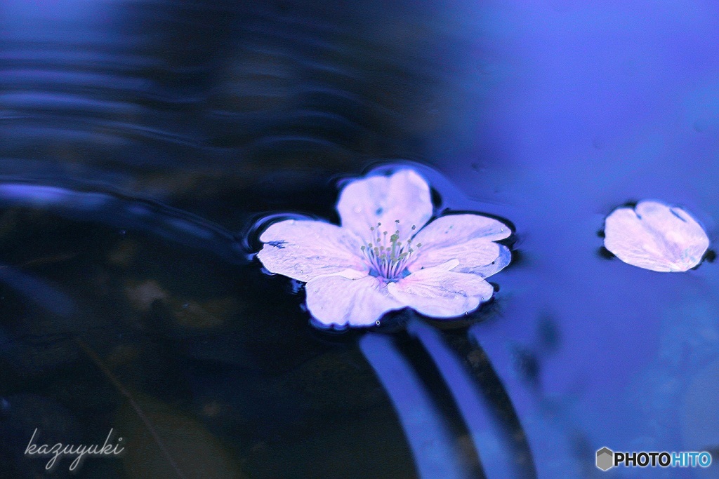 SAKURA  Ⅱ