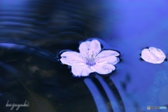 SAKURA  Ⅱ