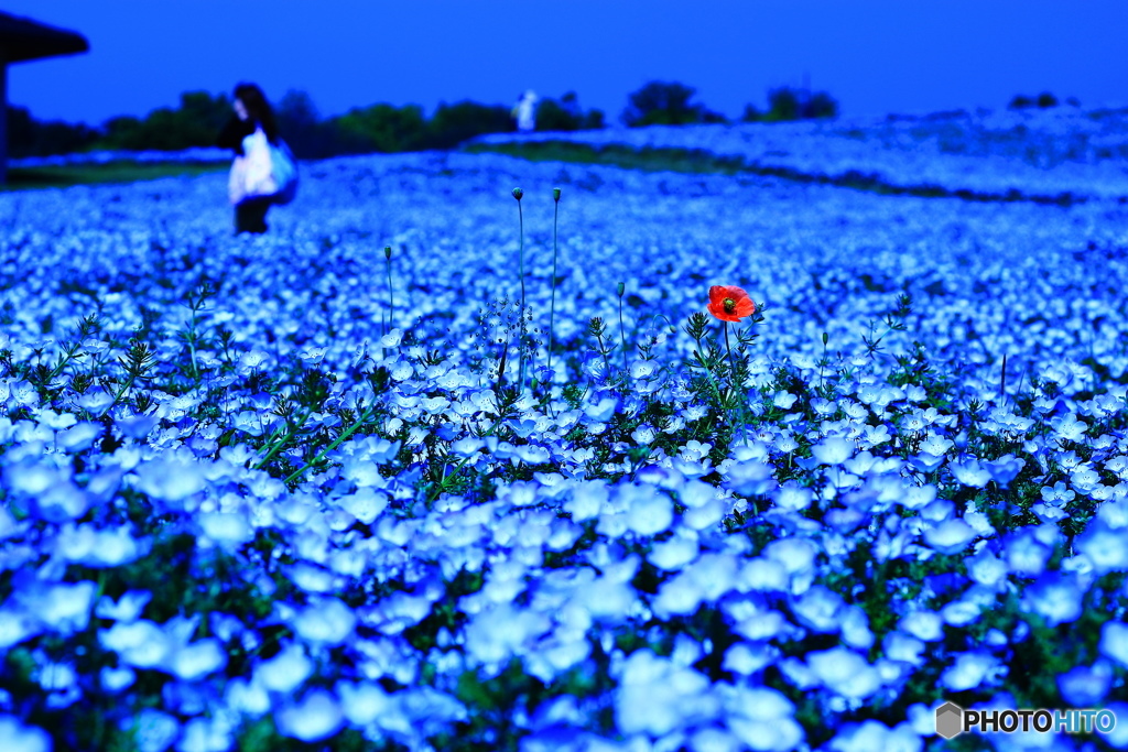 孤高の華