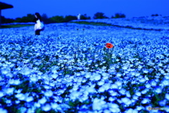 孤高の華