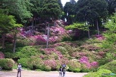 大興善寺 『一目一万本』