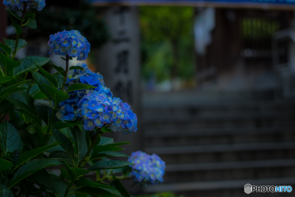 紫陽花