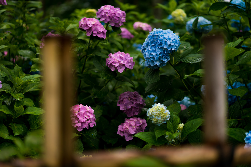 物寂しげな紫陽花