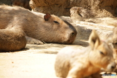 あ〜だりぃぃ…(´O｀)°゜