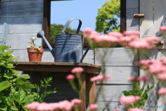 garden(2)