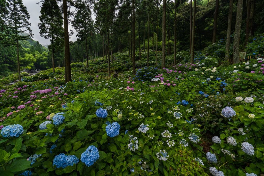 一面に広がる紫陽花たち