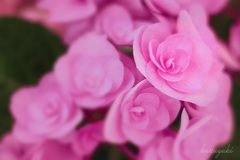 紫陽花(azisai)