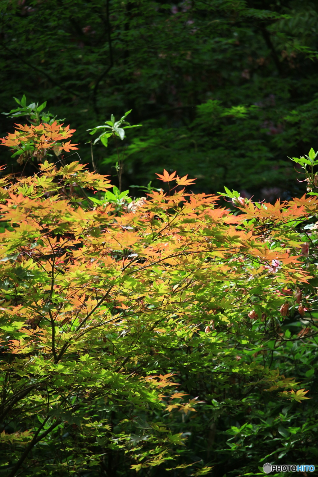 紅葉