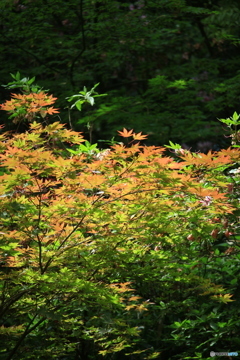 紅葉