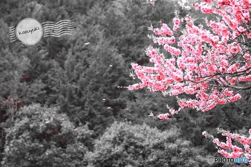 色鮮やかな桜