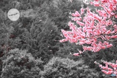 色鮮やかな桜