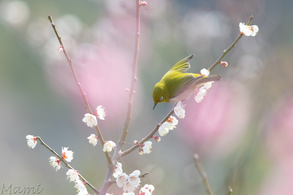 ようせい