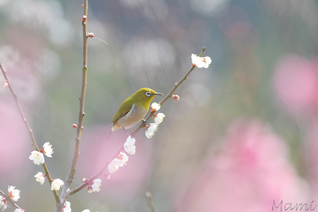はなぞの