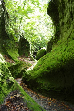 苔の回廊