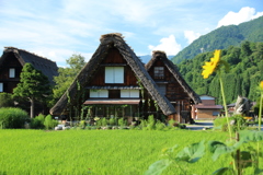 夏の白川郷
