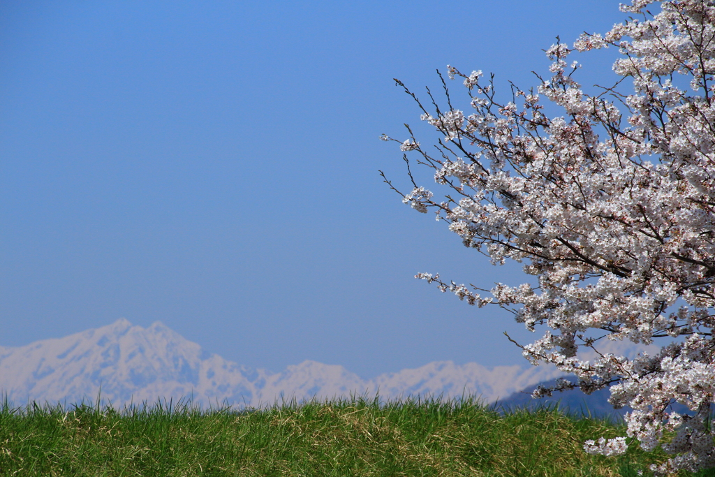 雪山と桜