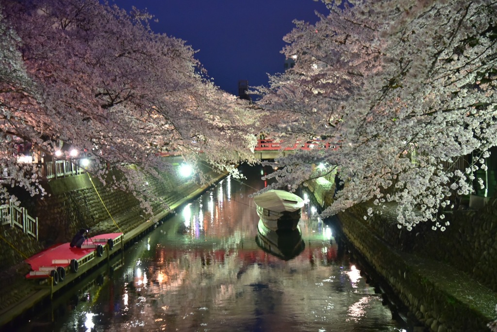 むすびの地の夜桜
