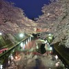 むすびの地の夜桜