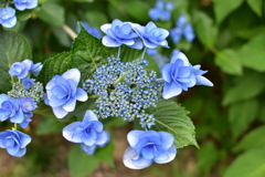 小さな花たちの開花