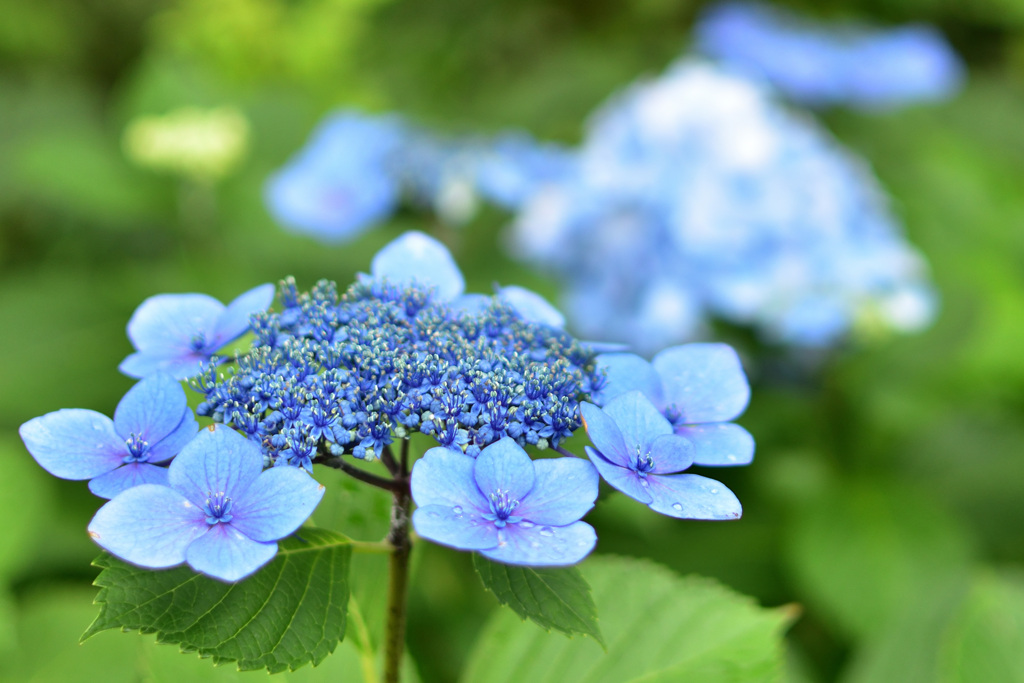 自然の中の花火