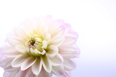 white summer