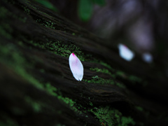 桜散る