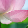 蓮花の襟足