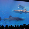 美ら海水族館　黒潮の海