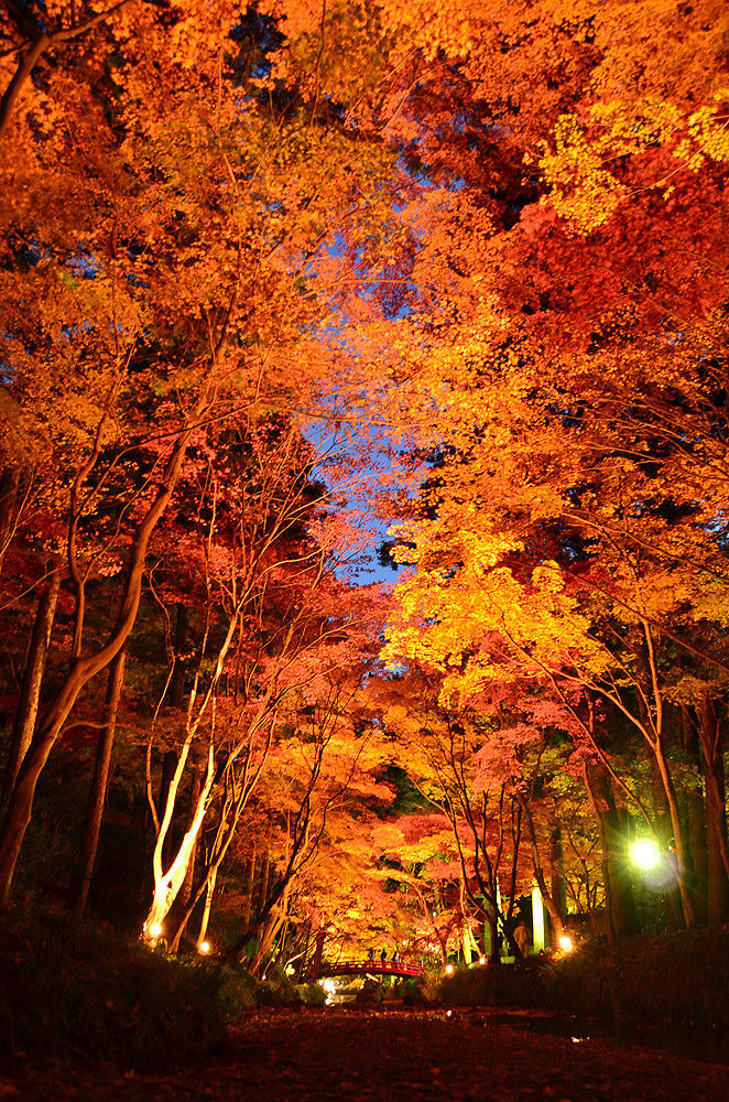 紅葉