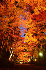 紅葉