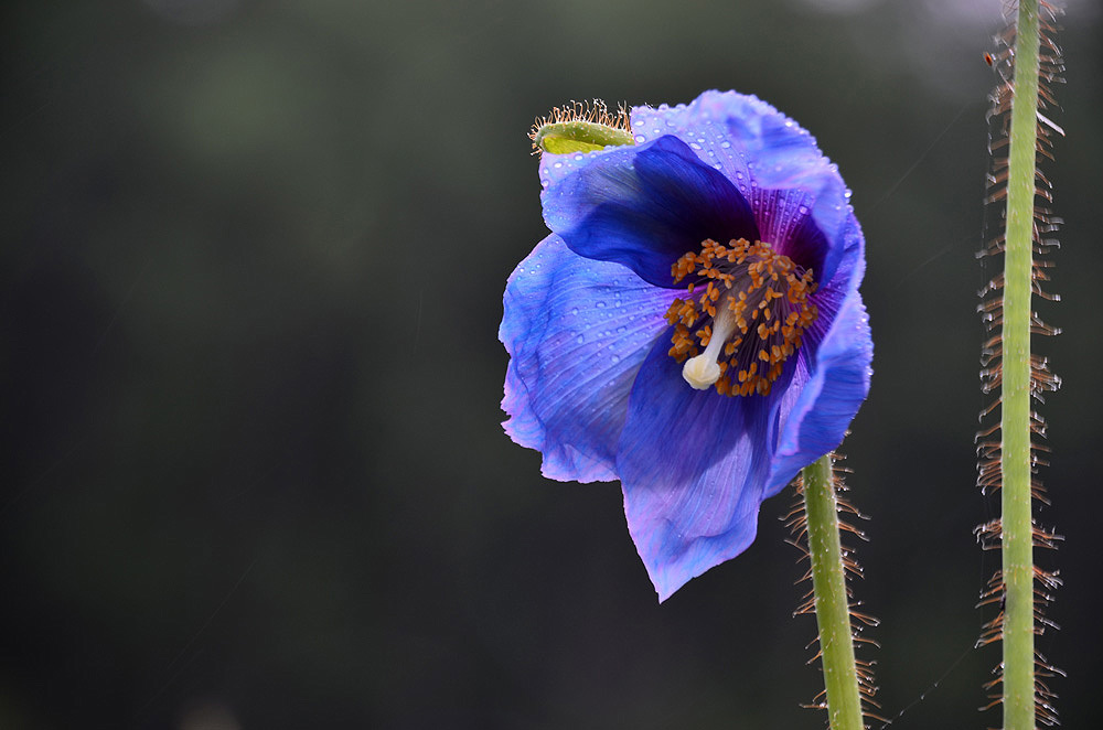 ヒマラヤンブルー