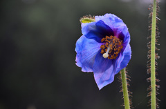 ヒマラヤンブルー