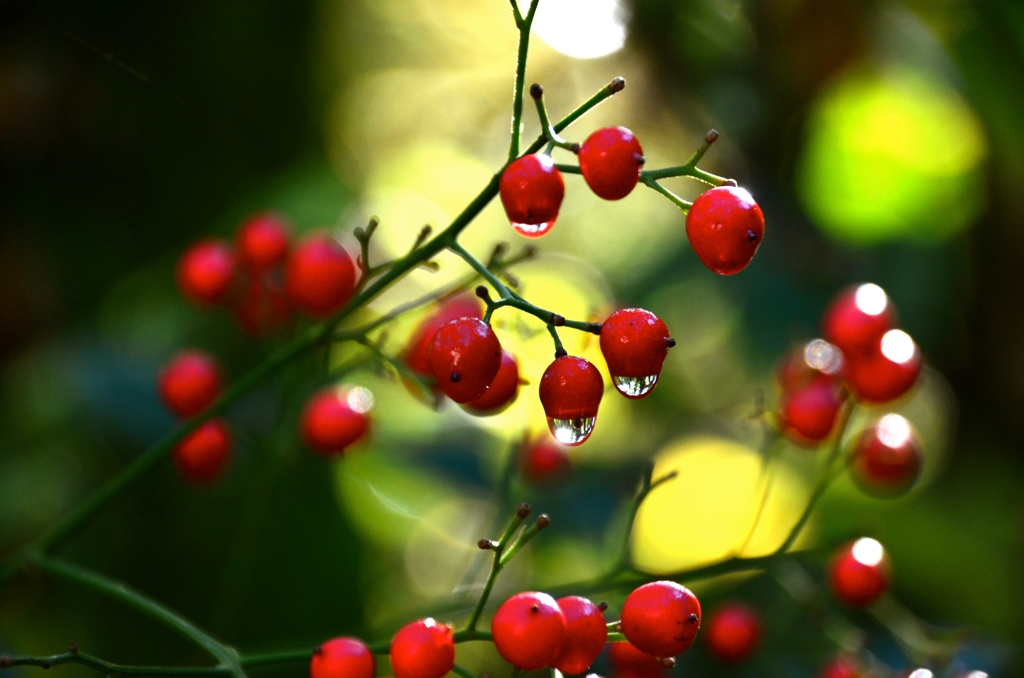 きらきらつやつや