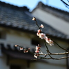 そろそろ春ですな