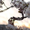 サクラ