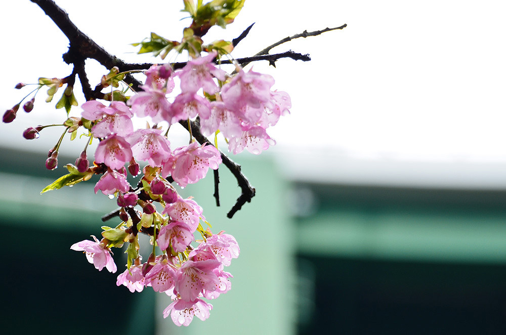 雨の日の花見