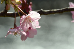 河津桜