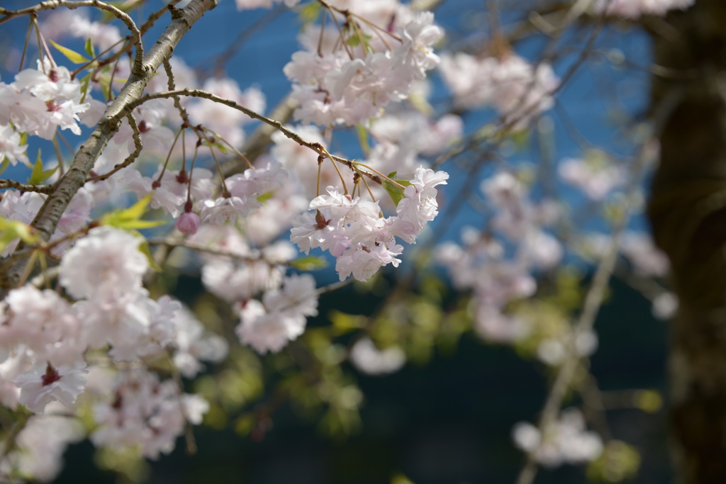 太宰府の桜