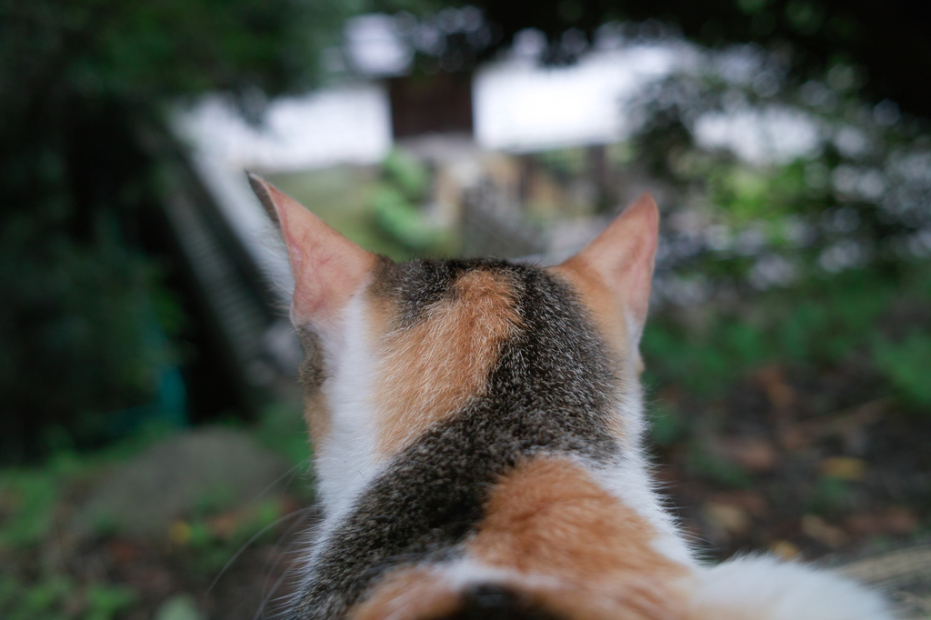 哲学の道の猫