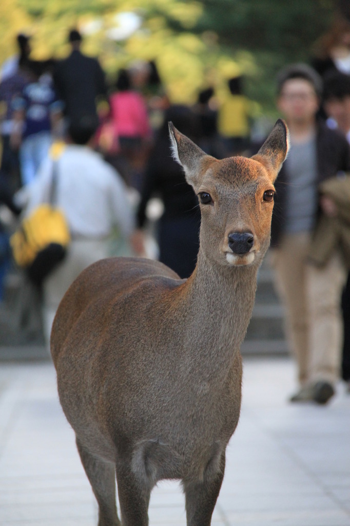 奈良公園