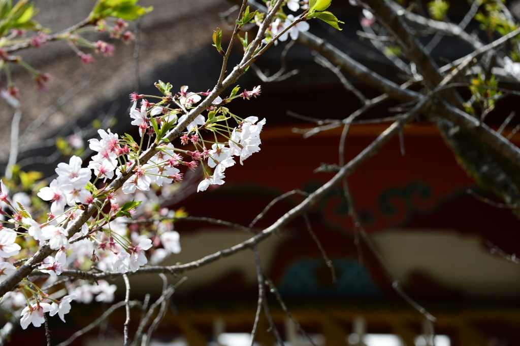 太宰府天満宮の桜